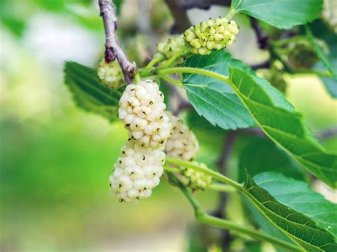 picture of white mulberry tree.